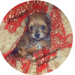 Biewer Terrier, Yorkipoo, and Yorkshire Terrier Puppies from Tiny Paws Luxury Pets