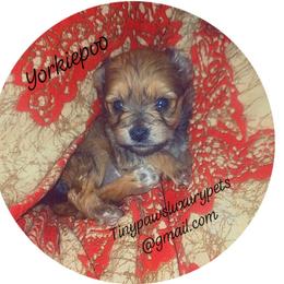 Biewer Terrier, Yorkipoo, and Yorkshire Terrier Puppies from Tiny Paws Luxury Pets