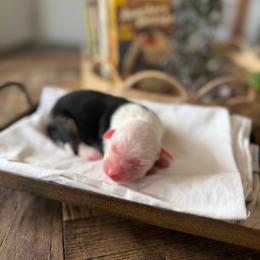 Dolly - Black tri female Miniature American Shepherd puppy in Payson, Arizona from Barnhardt Minis