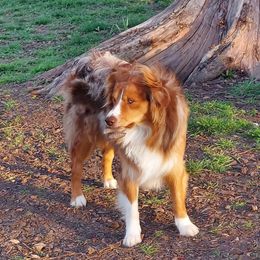 Max - Miniature Australian Shepherd