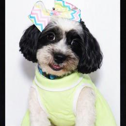 Cookie - Shihpoo