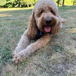 Harmony - Goldendoodle