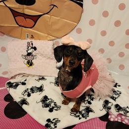 Minnie - Dachshund