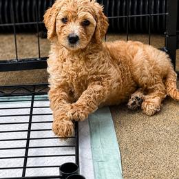 Teal - Apricot female Goldendoodle puppy in Ranger, Georgia from Muscadine Meadows Poodles and Doodles