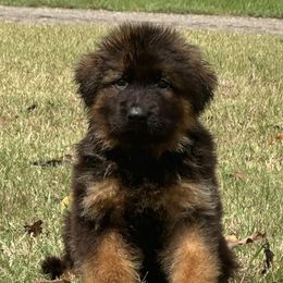 German Shepherd Puppies from Maximum Security GSD
