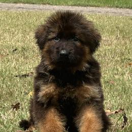 German Shepherd Puppies from Maximum Security GSD