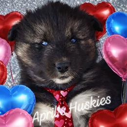 Boy 1 - Agouti and white male Siberian Husky puppy in Terre Haute, Indiana from April's Huskies