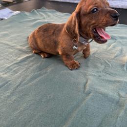 Mr Grey - Dapple male Dachshund puppy in Gracemont, Oklahoma from Frank's Mini Doxies