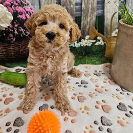 Hank - Cream male Poodle puppy in Lebanon, Missouri from Leerose Puppies