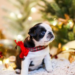 Olive - Cream female Pug puppy in Placerville, California from Gold Leaf Farm Pugs