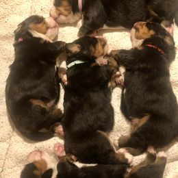 Bernese Mountain Dog Puppies from Willow Wood Bernese