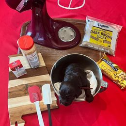 Maroon Collar - Brown male Boykin Spaniel puppy in Hurtsboro, Alabama from PARK’s Family Farm