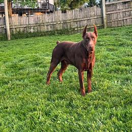 Ruben - Doberman Pinscher