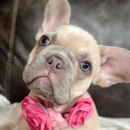 Frappe with OFA parents - Cream female French Bulldog puppy in Billings, Montana from Yellowstone Frenchies