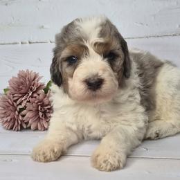 Duke - Merle male Springerdoodle puppy in Fargo, North Dakota from Dakota SpringerDoodles
