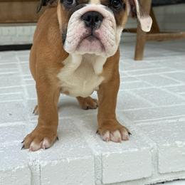 Jinger - Red and white female Bulldog puppy in Cumming, Georgia from Happy Place Kennels