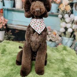 Cavapoos and Poodles from Desert Doodle Co.