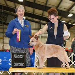Lunker - Australian Cattle Dog