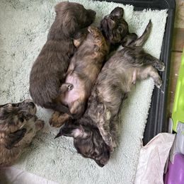 Dachshund Puppies from Remarkable Doxies