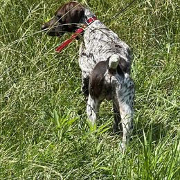 Basset Hounds and German Shorthaired Pointers from Alabama Blood Trackers