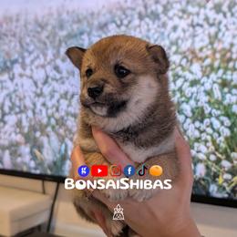 MOCHI - Red female Shiba Inu puppy in Minnesota from BonsaiShibas