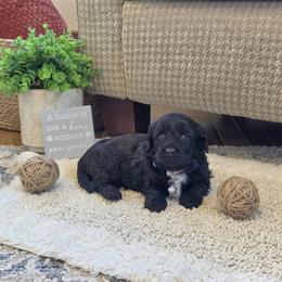 F1B Meet Girl 1 :) - Black and white female Cavapoo puppy in Centerville, Iowa from Barnyard Dachshunds, Dals & Doodles