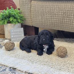 F1B Meet Girl 1 :) - Black and white female Cavapoo puppy in Centerville, Iowa from Barnyard Dachshunds, Dals & Doodles