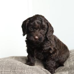 Lavender - Chocolate female Australian Labradoodle puppy in Williamstown, New York from Lewis Manor Labradoodles