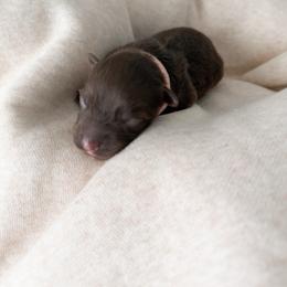 Ariel - Red tri female Miniature Australian Shepherd puppy in Pollok, Texas from Pineywoods Pups