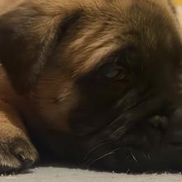 Red Collar - Fawn female Mastiff puppy in Lincolnton, North Carolina from Little Mountain Mastiffs