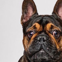 French Bulldogs from Rodzina French Bulldogs