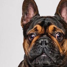 French Bulldogs from Rodzina French Bulldogs