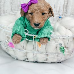 Comet - Apricot female Goldendoodle puppy in Otisville, Michigan from Danie’s Darling Doodles LLC