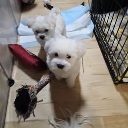Maltese Puppies from Emotional Amor Support