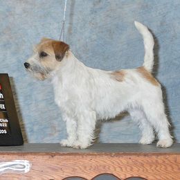 Foxie - Jack Russell Terrier