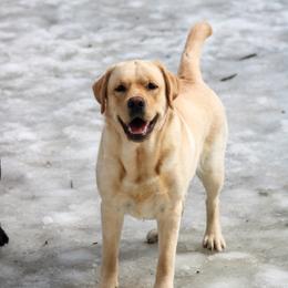 Labrador Retrievers from GreenWave Labradors