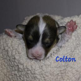 Colton - Sable male Pembroke Welsh Corgi puppy in Purcellville, Virginia from Rhone River Farm Pembroke Welsh Corgis