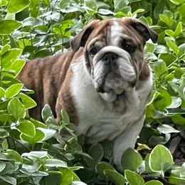 Pete - Red brindle and white male Bulldog puppy in Wichita, Kansas from Waltman's Bulldog's