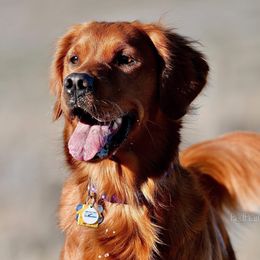 Tilley  - Golden Retriever