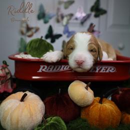 Riddle 10th pick - Red male Bernedoodle puppy in Fort Myers, Florida from Little Golden Farm