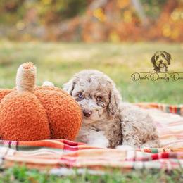 Aussiedoodle Puppies from Dani's Dandy Doodles
