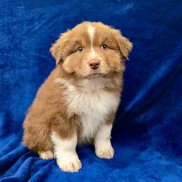 Hunter - Red tri-color male Australian Shepherd puppy in Collinston, Utah from Corbridge Aussies
