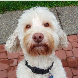 Toby - Australian Labradoodle