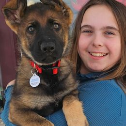 Red collar female - Sable German Shepherd puppy in High Point, North Carolina from Dunkelheit zu Licht German Shepherd K9