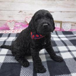 Sisco - Black and white male Springerdoodle puppy in Lisbon, Ohio from Willow Lane Doodles