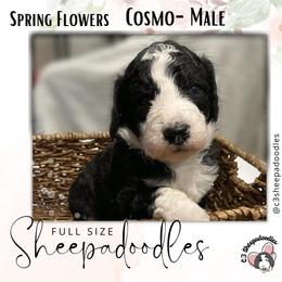 Cosmo/Waldo - Black and white Sheepadoodle puppy in Bloomfield, New Jersey from C3 Sheepadoodles