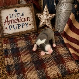 Girl 2 - Blue merle female Miniature Australian Shepherd puppy in Doddridge, Arkansas from Huddleston Farm