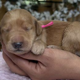 Pink collar female - Apricot female Goldendoodle puppy in Yuciapa, California from AlltheDoodlez_