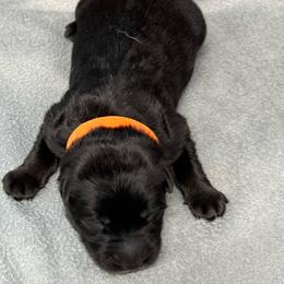 Boy 1 - orange collar - Black male German Shepherd puppy in Sharon Grove, Kentucky from Julie’s Shepherds