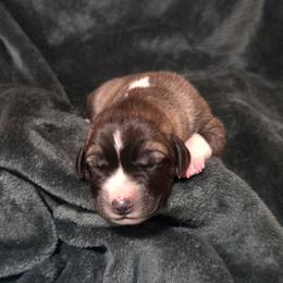 Boy 2 - Fawn male Anatolian Shepherd Dog puppy in Atl, Georgia from Florida Anatolian Shepherds